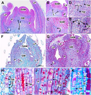 Laticifer growth pattern is guided by cytoskeleton organization